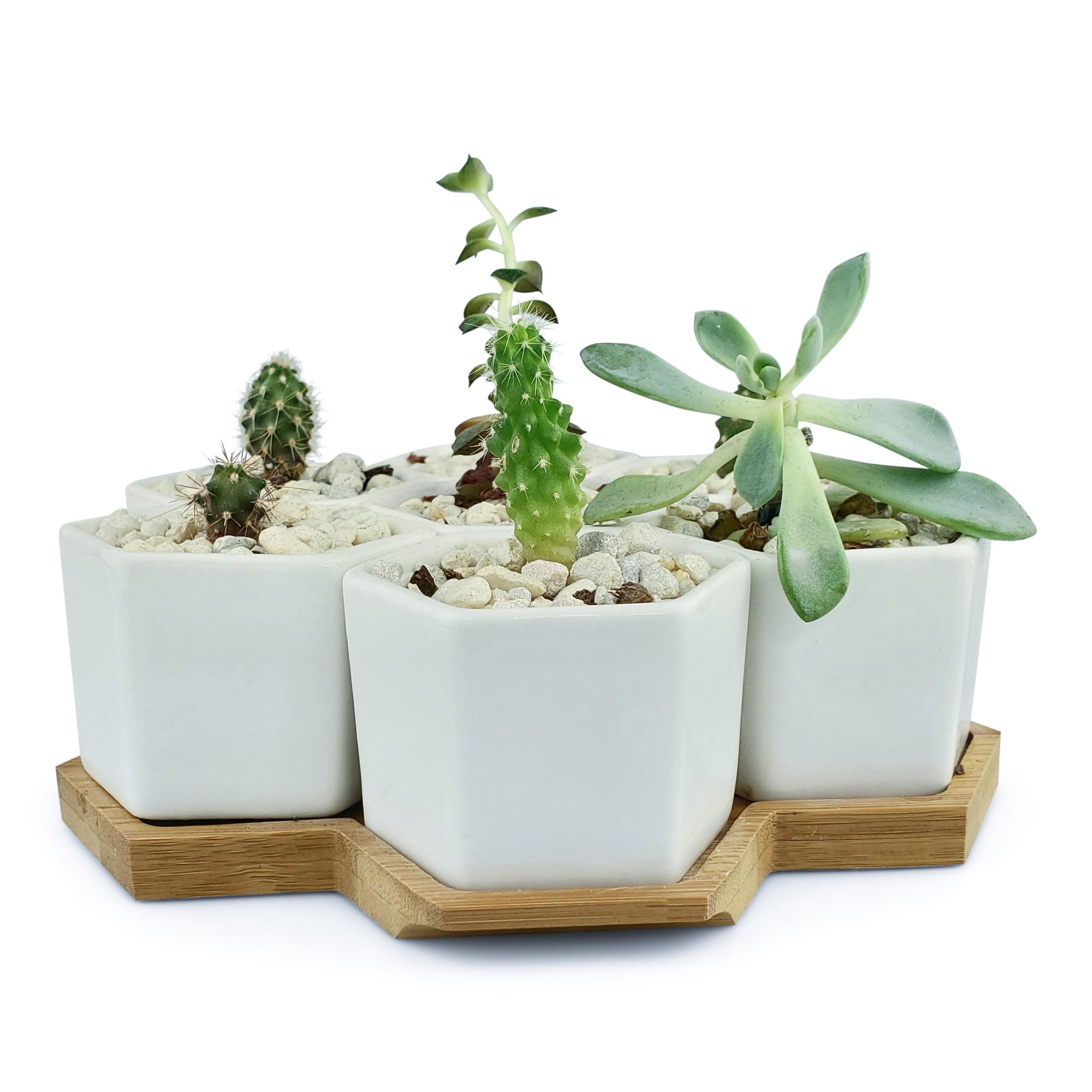 Seven Hexagon Ceramic Succulent Pots (With Bamboo Tray) - Koncove